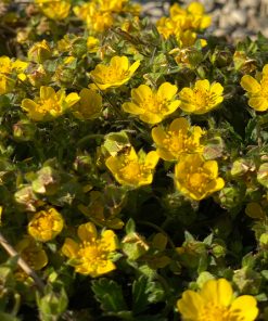 Potentilla neumanniana – Frühlings-Fingerkraut