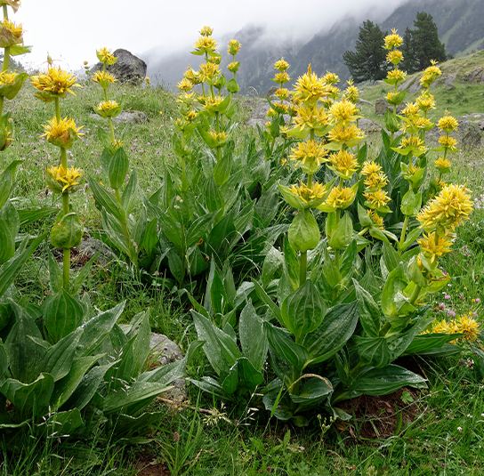 Gentiana lutea – Gelber Enzian - Image 2