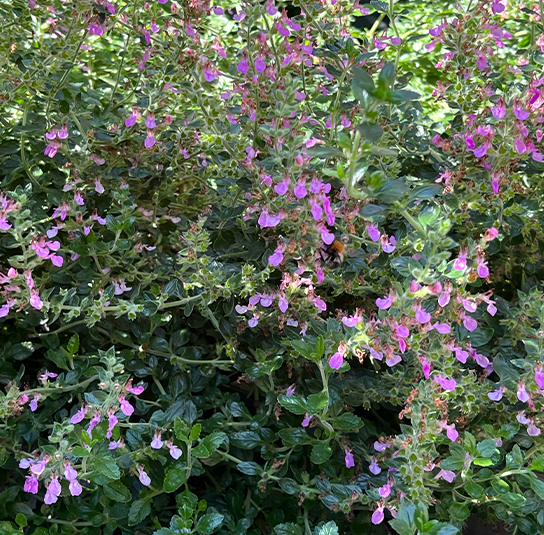 Teucrium chamaedrys – Edel-Gamander - Image 3